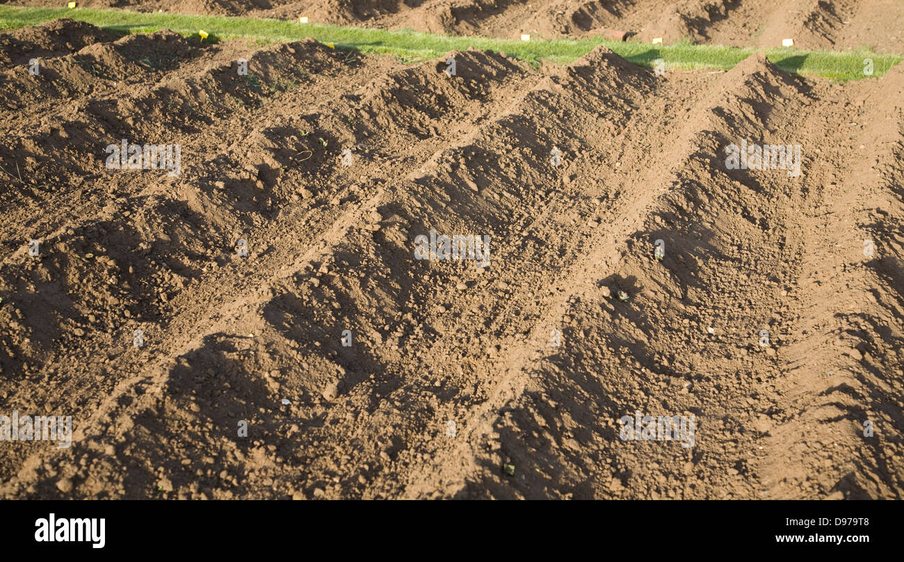 Boden in Grate wachsen Kartoffeln in einen Schrebergarten, Shottisham, Suffolk, England gebildet Stockfoto