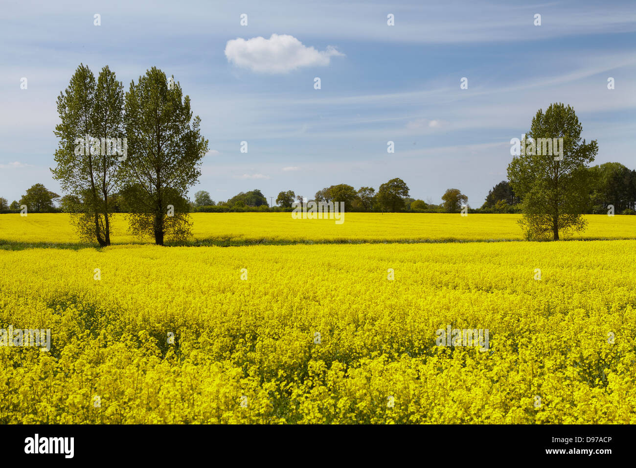Ölsaaten Rapsfelder in Suffolk, UK Stockfoto