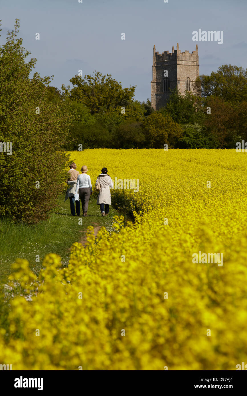 Ölsaaten Rapsfelder in Suffolk, UK Stockfoto