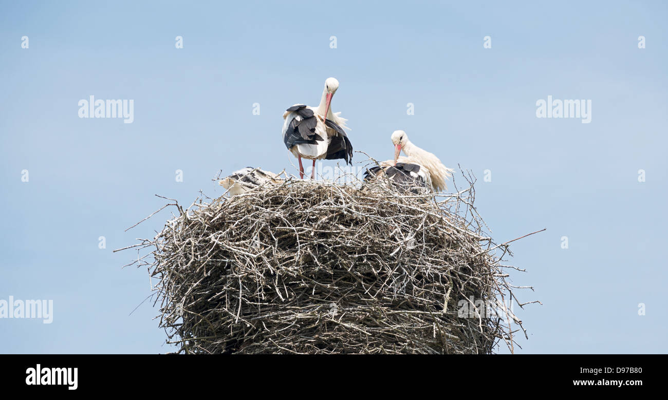 Schachteln Sie mit Storchenpaar mit jungen in den Niederlanden mit blauem Himmel als Hintergrund Stockfoto