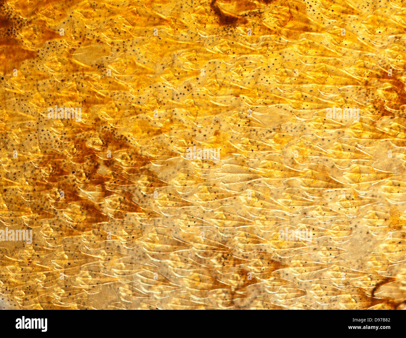 Dornhai Squalus Acanthias. Haut Makro Nahaufnahme, Durchlicht Stockfoto