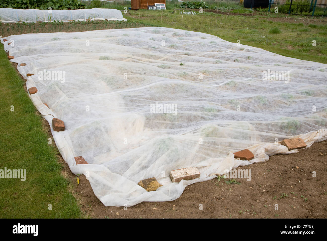 Schützende Fleece-Material für Kulturen auf eine Zuteilung Garten, Shottisham, Suffolk, England Stockfoto
