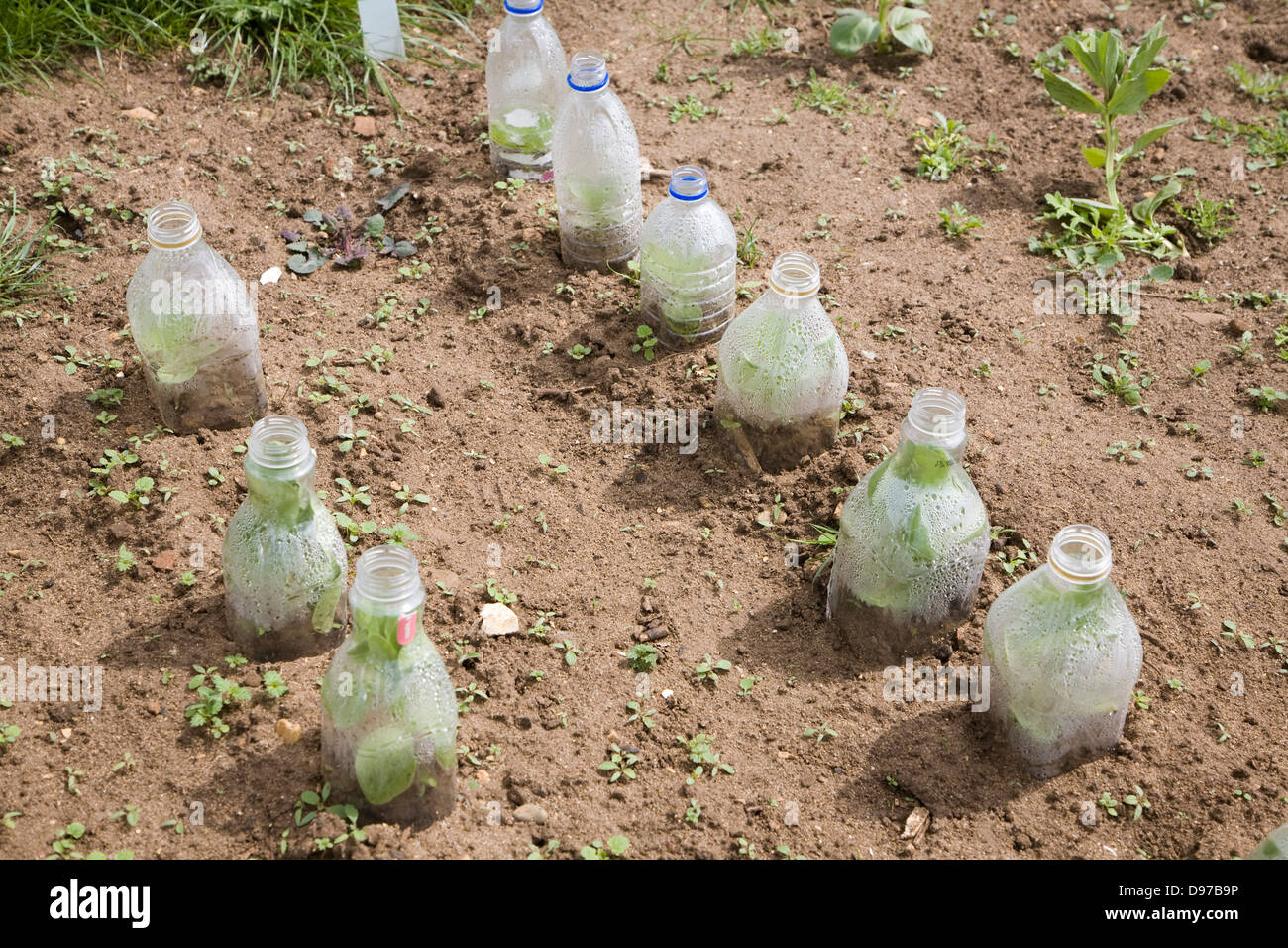 Kunststoff-Flaschen verwendet, um den Anbau von Pflanzen in einem Schrebergarten, Shottisham, Suffolk, England zu schützen Stockfoto