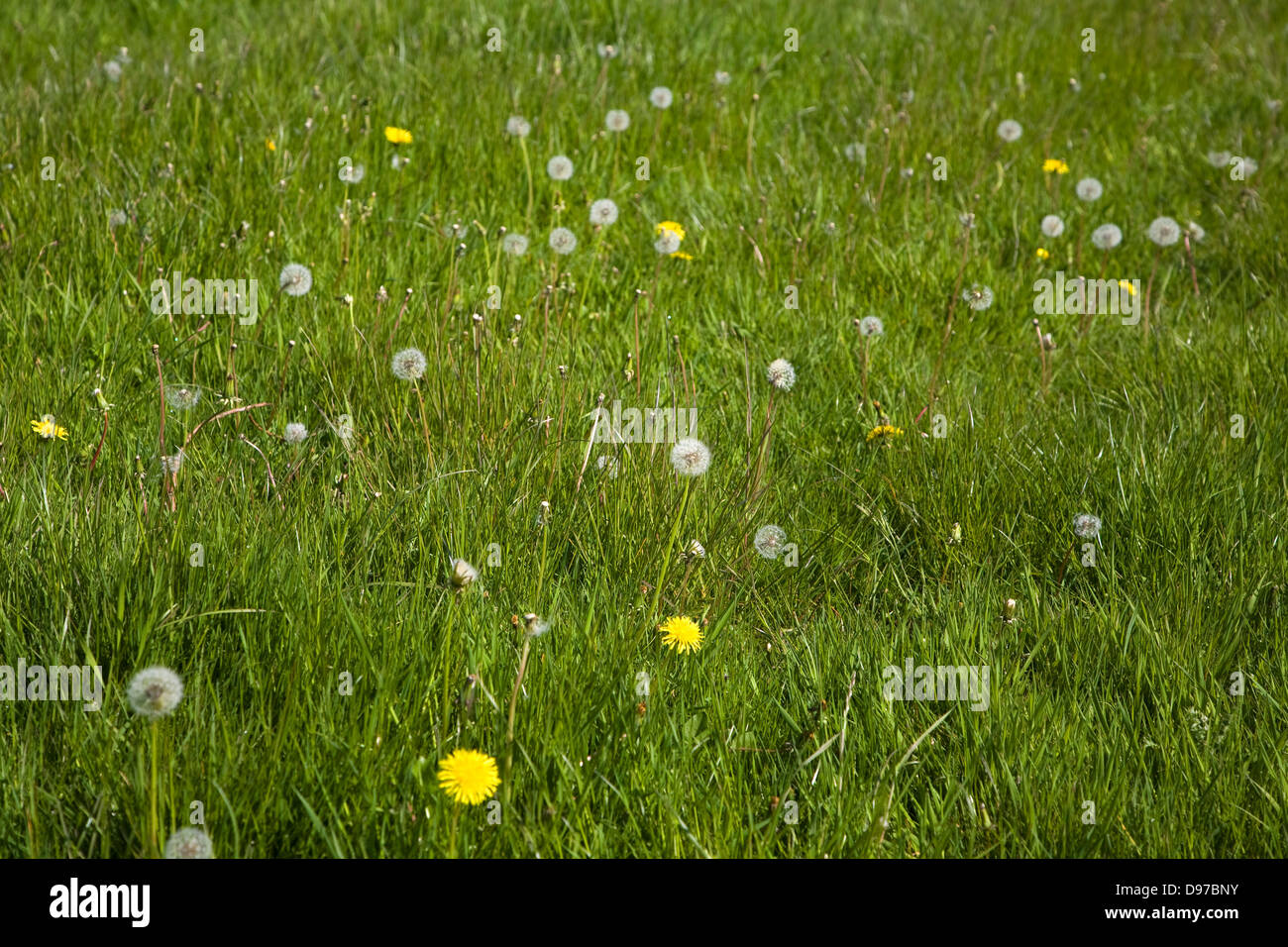 Löwenzahn-Pflanzen, Taraxacum Officinale, in Blüte und mit Samenköpfe wachsenden Rasen Wiese, Suffolk, England Stockfoto