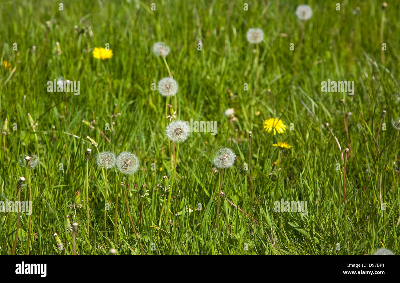 Löwenzahn-Pflanzen, Taraxacum Officinale, in Blüte und mit Samenköpfe wachsenden Rasen Wiese, Suffolk, England Stockfoto