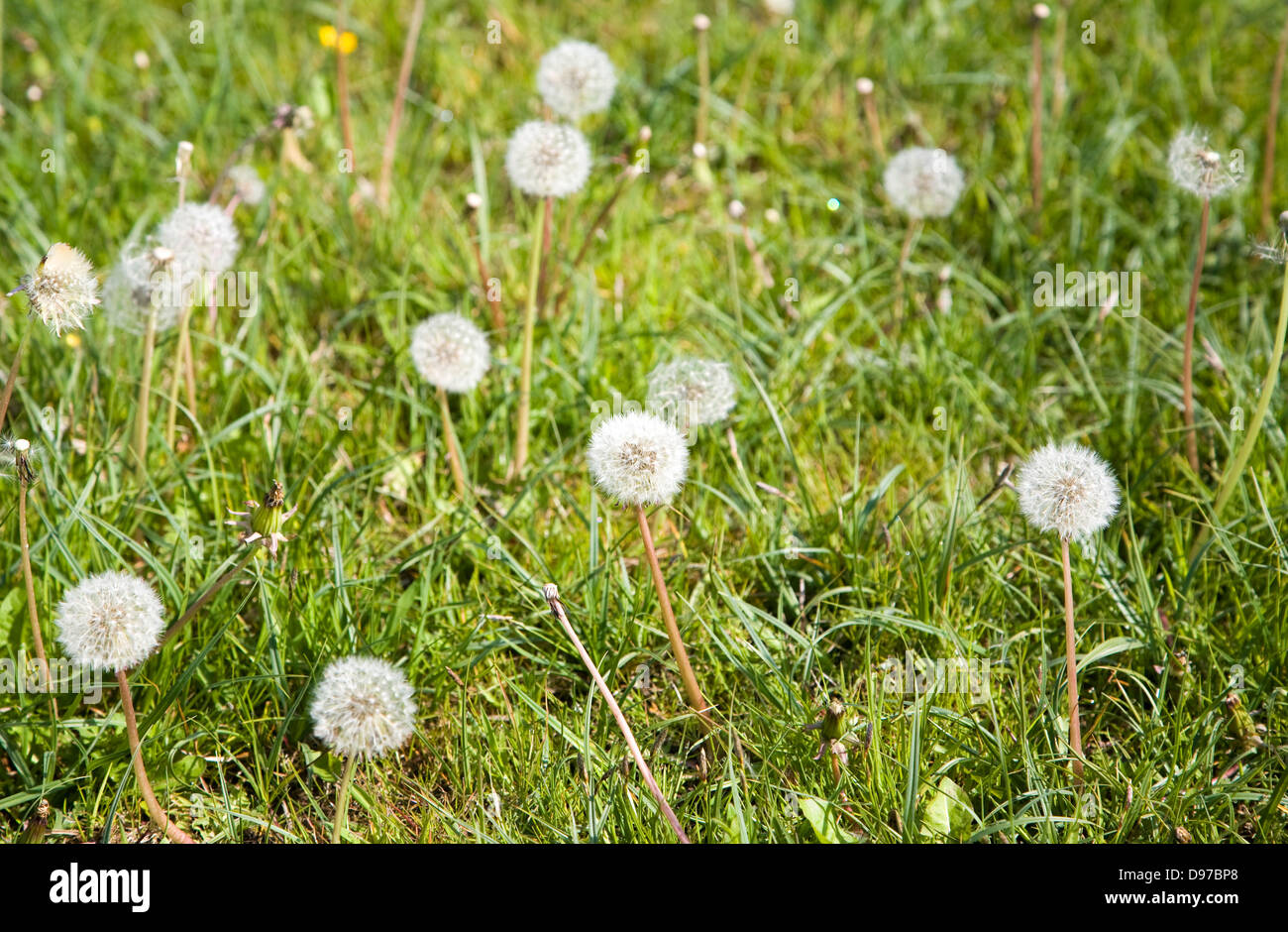 LöwenzahnPflanzen, Taraxacum Officinale, in Blüte und mit Samenköpfe