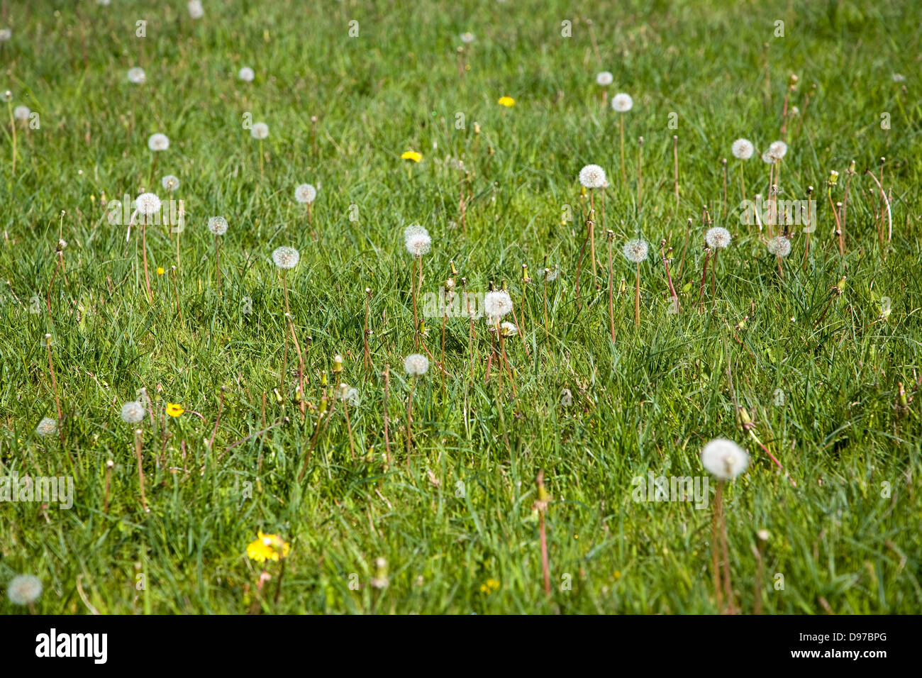 LöwenzahnPflanzen, Taraxacum Officinale, in Blüte und mit Samenköpfe