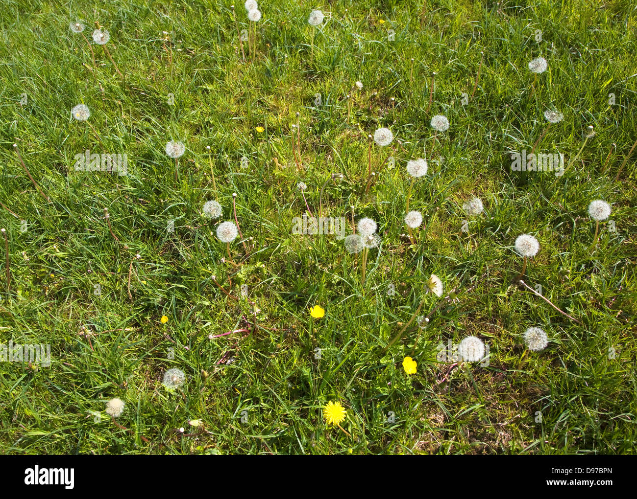 Löwenzahn-Pflanzen, Taraxacum Officinale, in Blüte und mit Samenköpfe wachsenden Rasen Wiese, Suffolk, England Stockfoto
