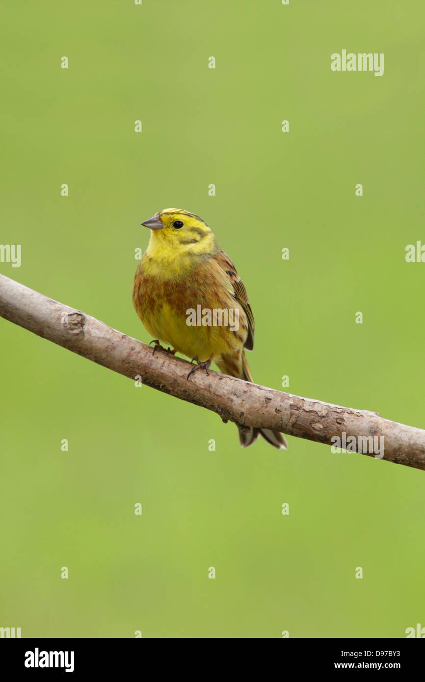 Die Goldammer wären (Emberiza citrinella) männlichen auf Zweig, Ackerland, West Yorkshire, England, kann Stockfoto