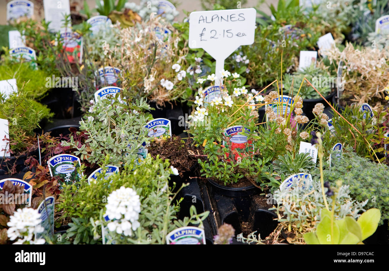 Alpine Topfpflanzen auf Verkauf in Swanns Baumschule Gartencenter, Bromeswell, Suffolk, England Stockfoto