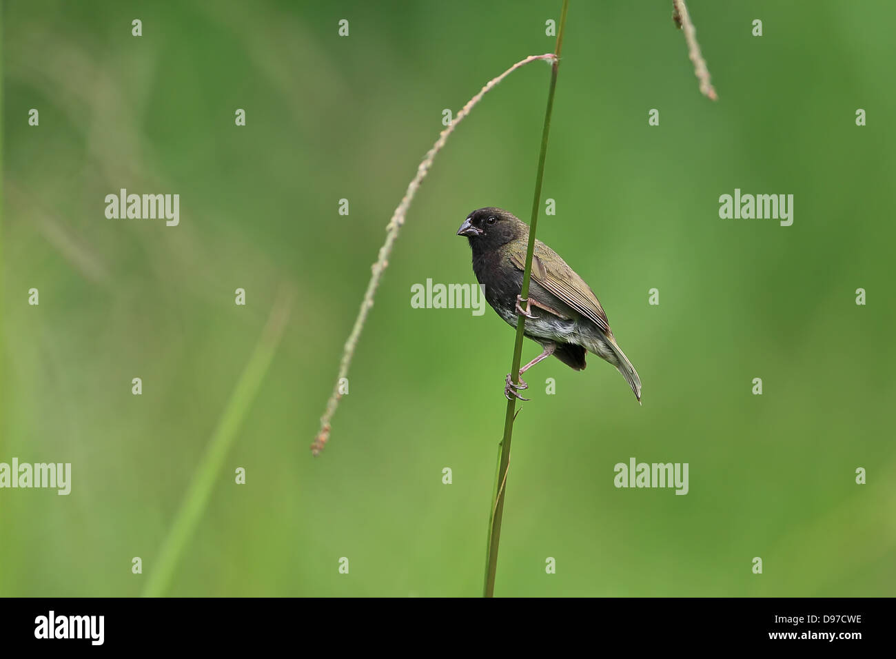 Black-faced Grassquit (Tiaris bicolor) Stockfoto