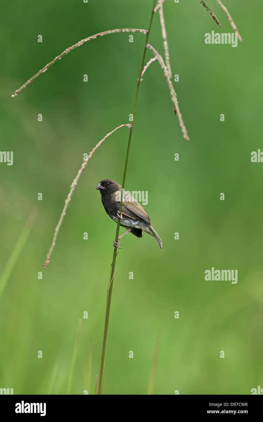 Black-faced Grassquit (Tiaris bicolor) Stockfoto