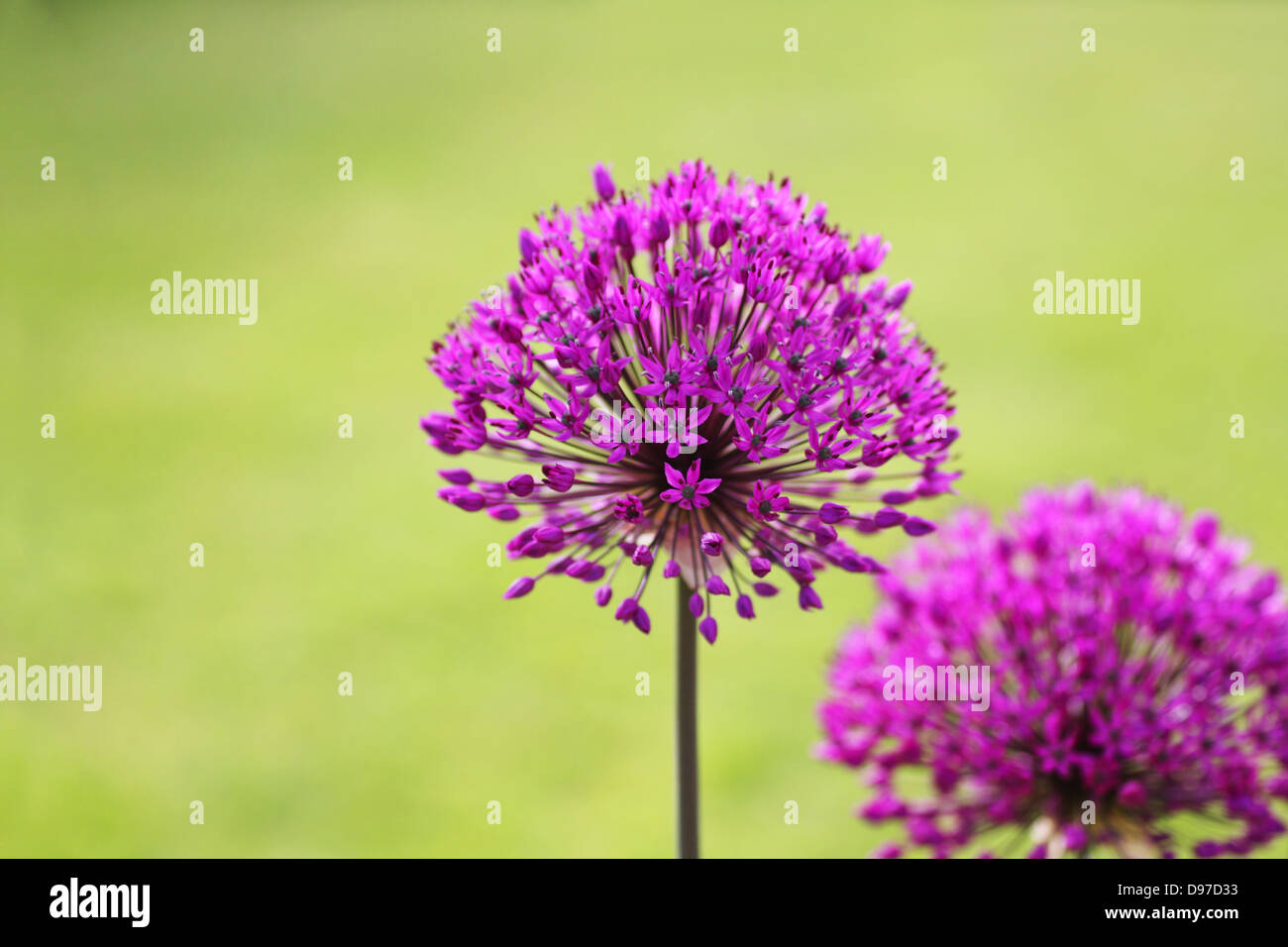 schöne Allium Blumen im Garten, mit Platz für text Stockfoto