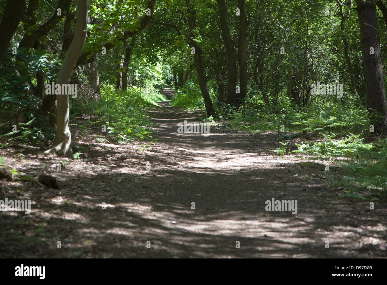 Gewundenen Wald Track durch Bäume, Suffolk, England Stockfoto