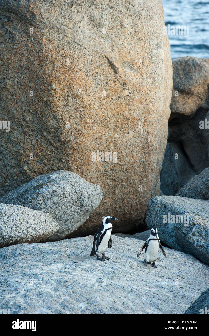 Afrikanische Pinguine, Spheniscus Demersus, Boulders Beach, Cape Peninsula, Südafrika Stockfoto