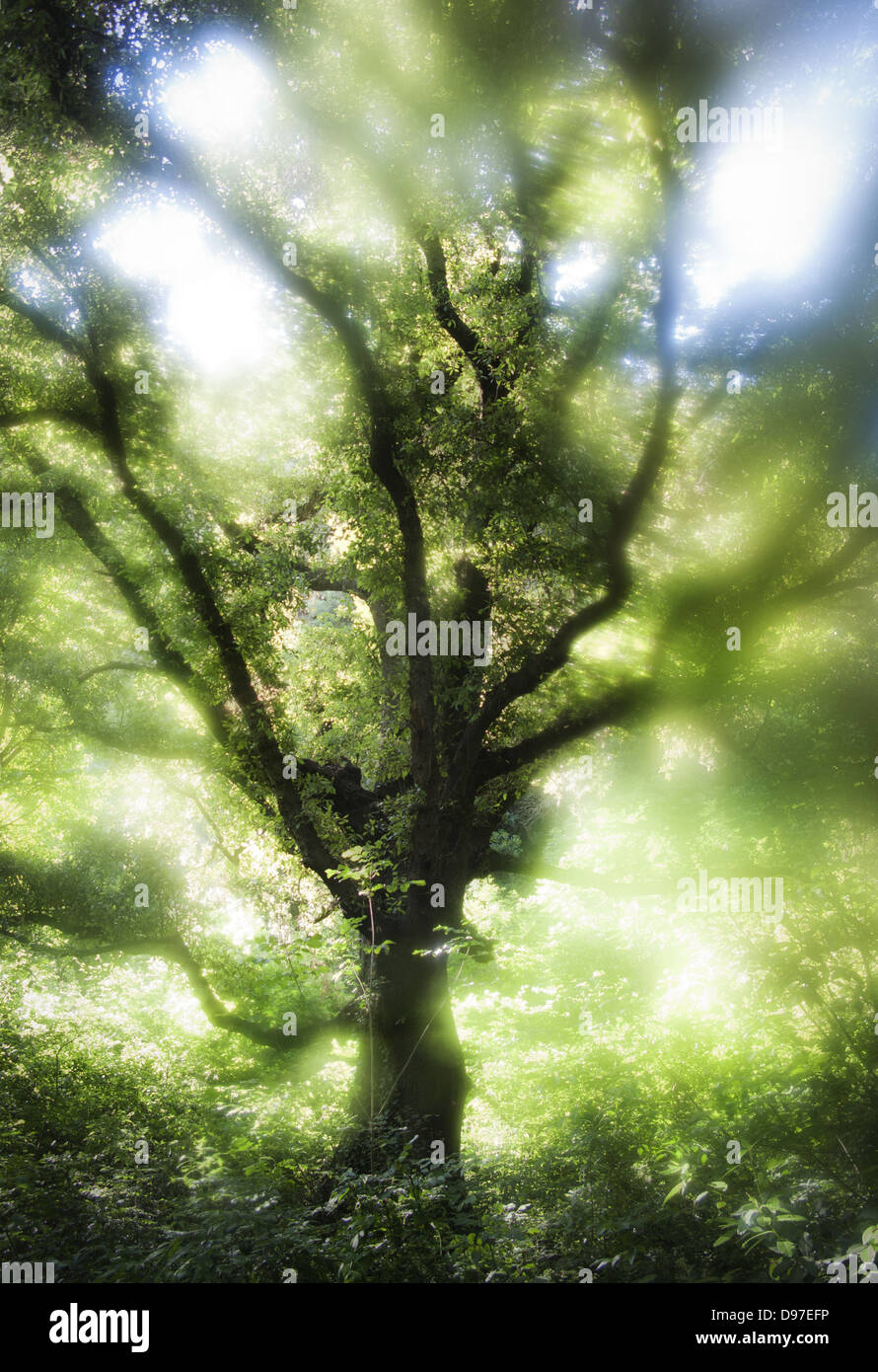 Baum mit Diffusion Lichteffekt Stockfoto