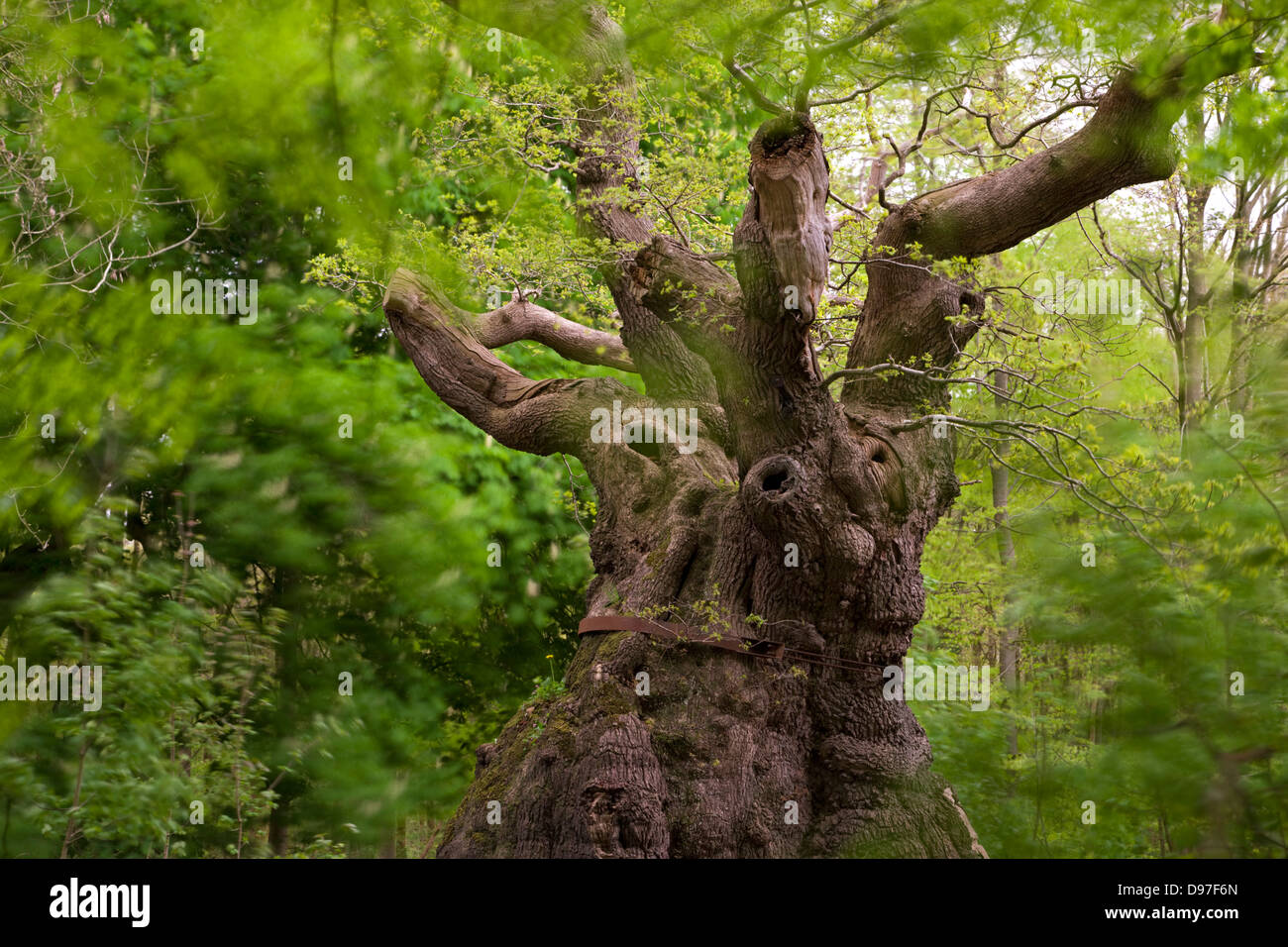 Über 1000 Jahre alt, ist der große Bauch-Eiche der älteste Baum im Savernake Wald, Marlborough, Wiltshire, England. Stockfoto