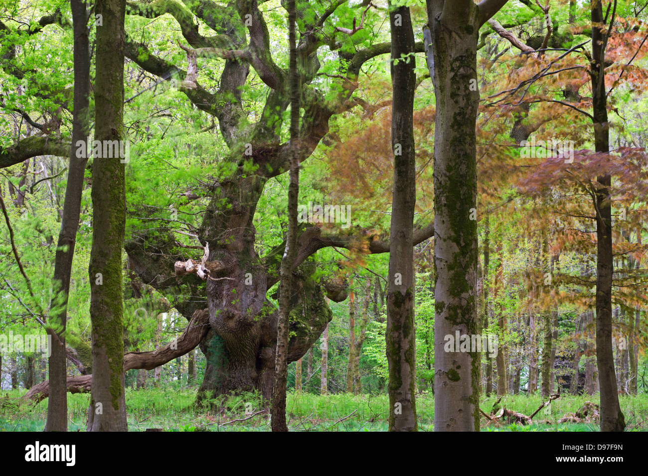 Eine uralte Eiche Baum tief in den Wäldern am Savernake Forest, Marlborough, Wiltshire, England. Frühling (Mai). Stockfoto