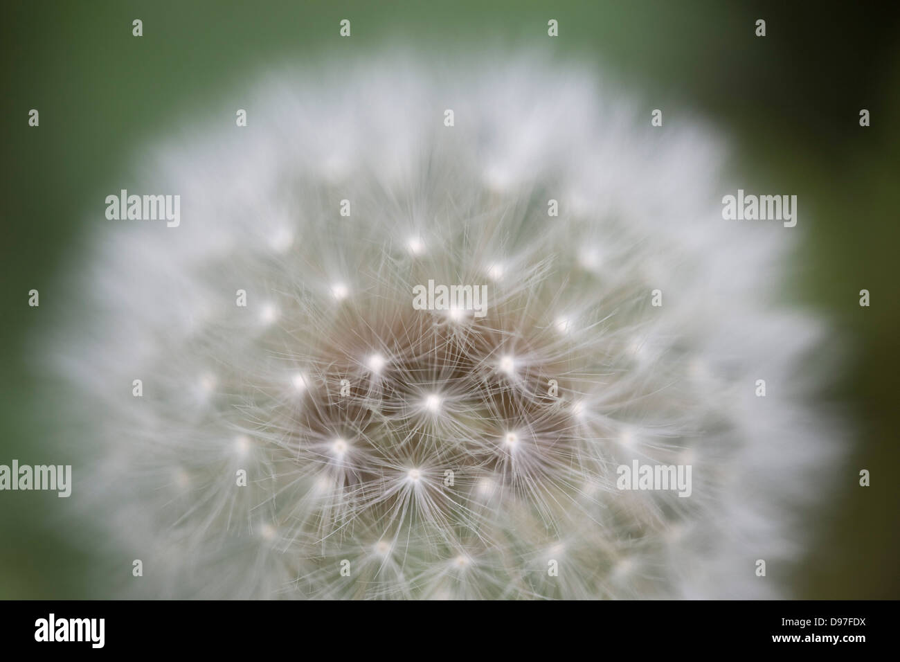 Detail eines Löwenzahn (Taraxacum) Saatgut Kopf hautnah. Stockfoto