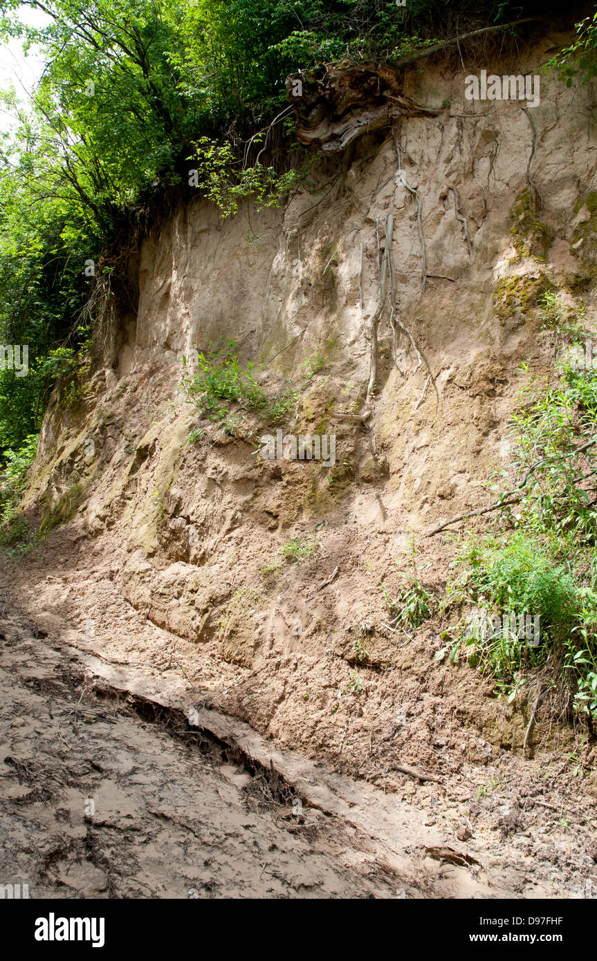 Schlucht mit Wurzeln von Bäumen in Kazimierz Dolny in Polen Stockfoto