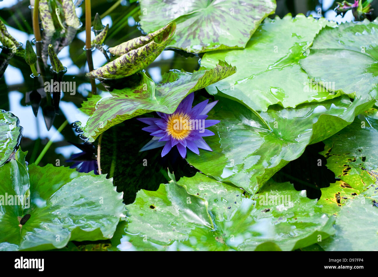 Stern seerose Fotos und Bildmaterial in hoher Auflösung Alamy