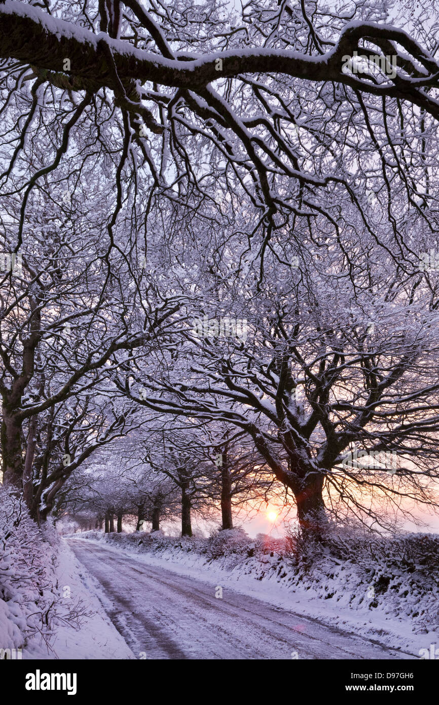 Von Bäumen gesäumten Feldweg im Winterschnee, Exmoor, Somerset, England. Winter (Januar) 2012. Stockfoto
