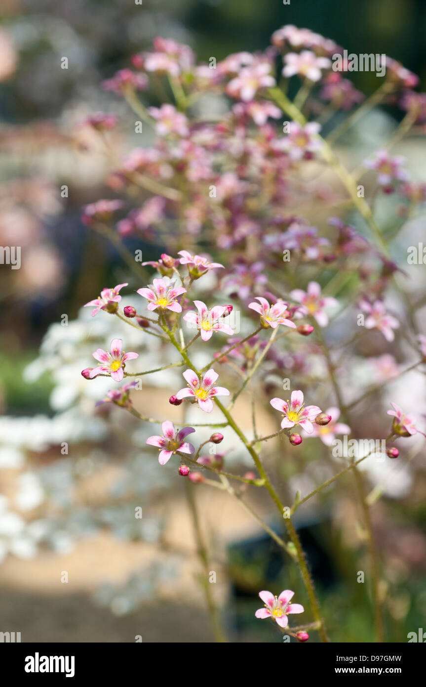 Saxifraga 'Hare Knoll Beauty' Stockfoto