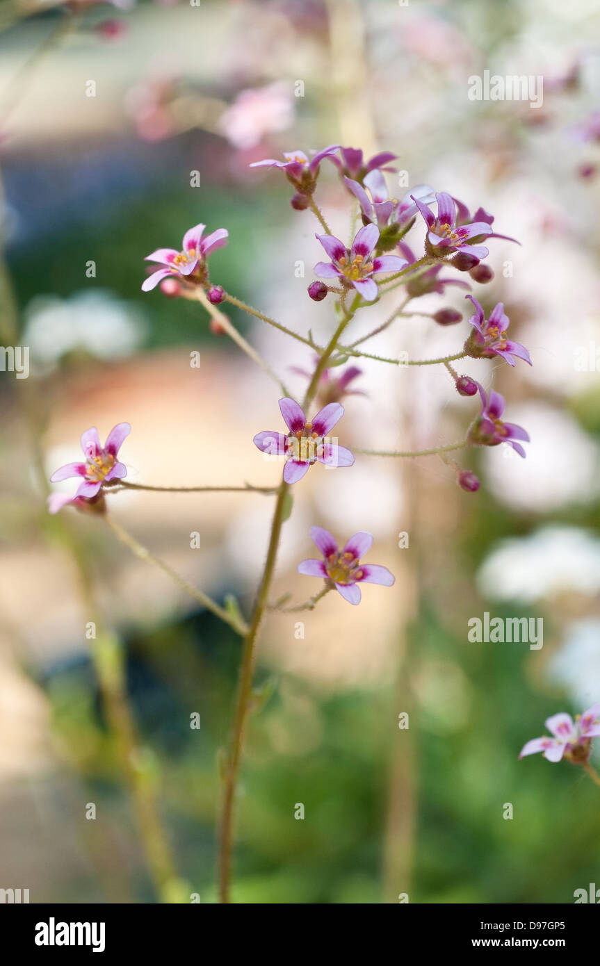 Saxifraga 'Hare Knoll Beauty' Stockfoto