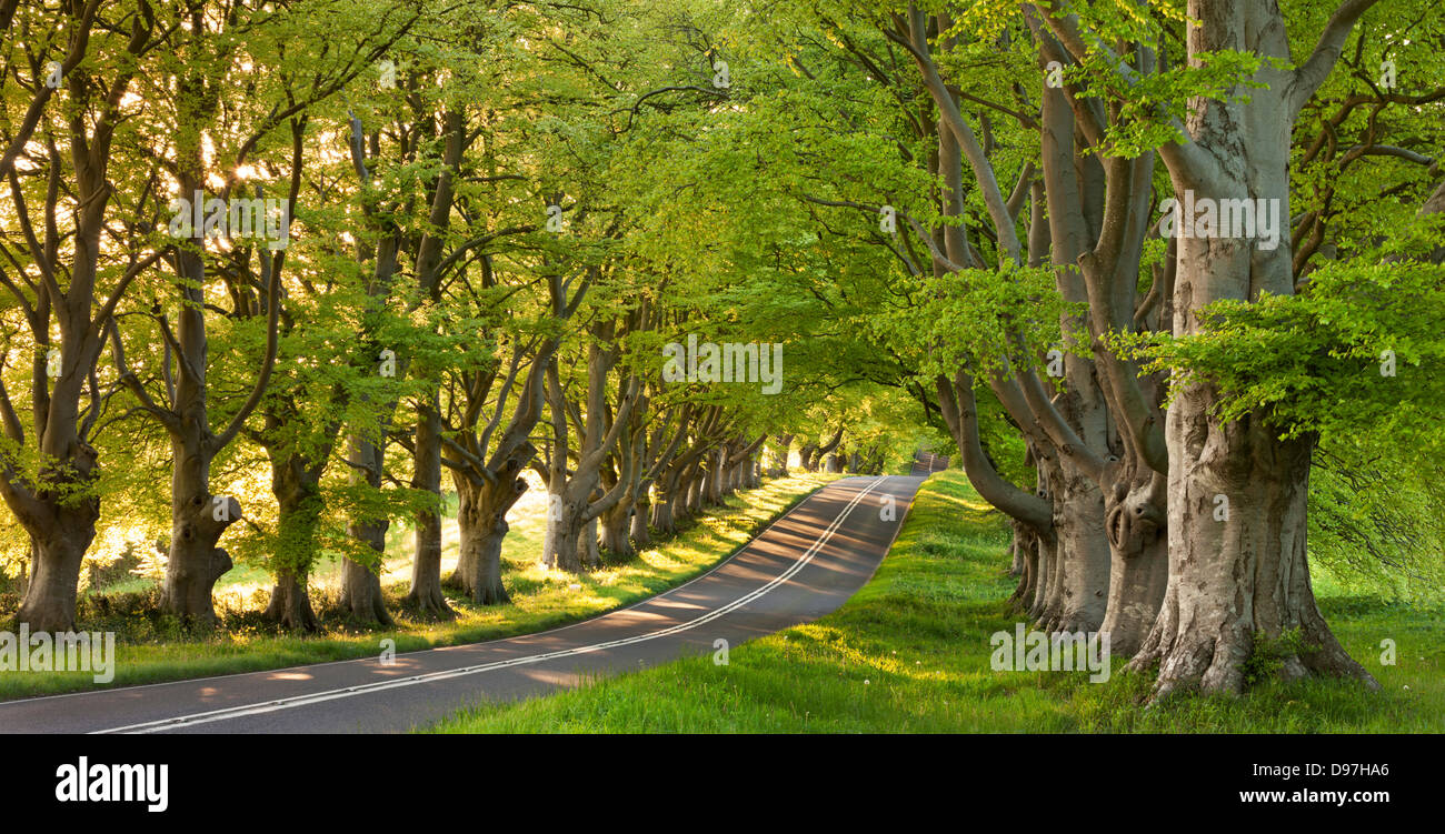 Kurvenreiche Landstraßen durch Buchenwälder, Nr Wimborne, Dorset, England. Frühjahr 2012 (Mai). Stockfoto