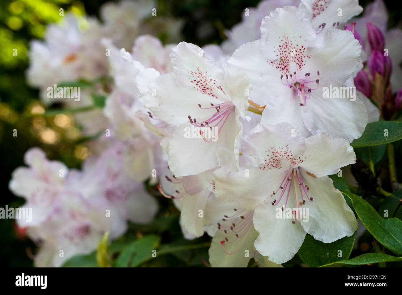 Rhododendron "Frau Charles E. Pearson" Stockfoto