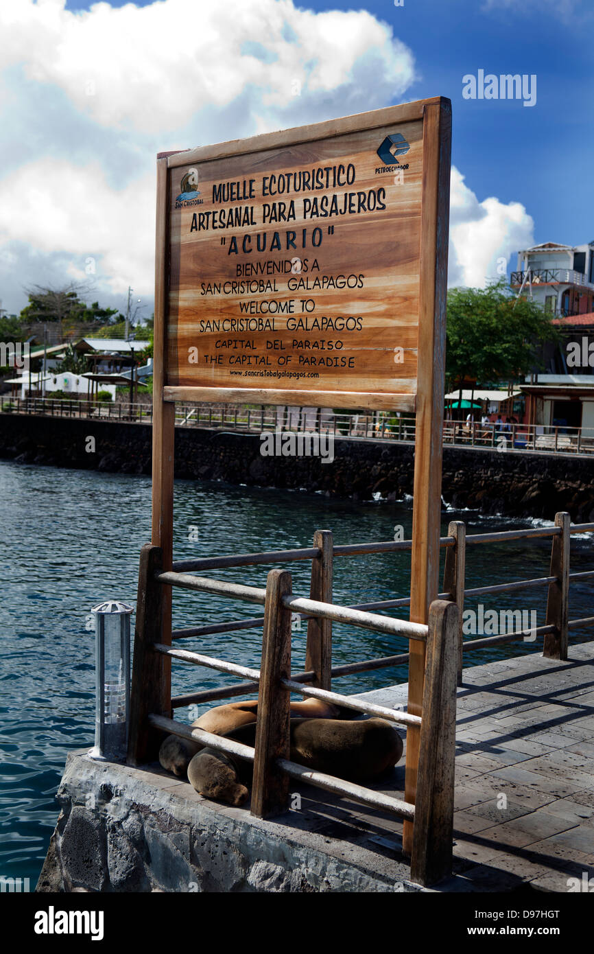 Seelöwen grüßen jetzt Ankünfte am Hafen von Puerto Ayora, San Cristobel Insel, Galapagos. Stockfoto