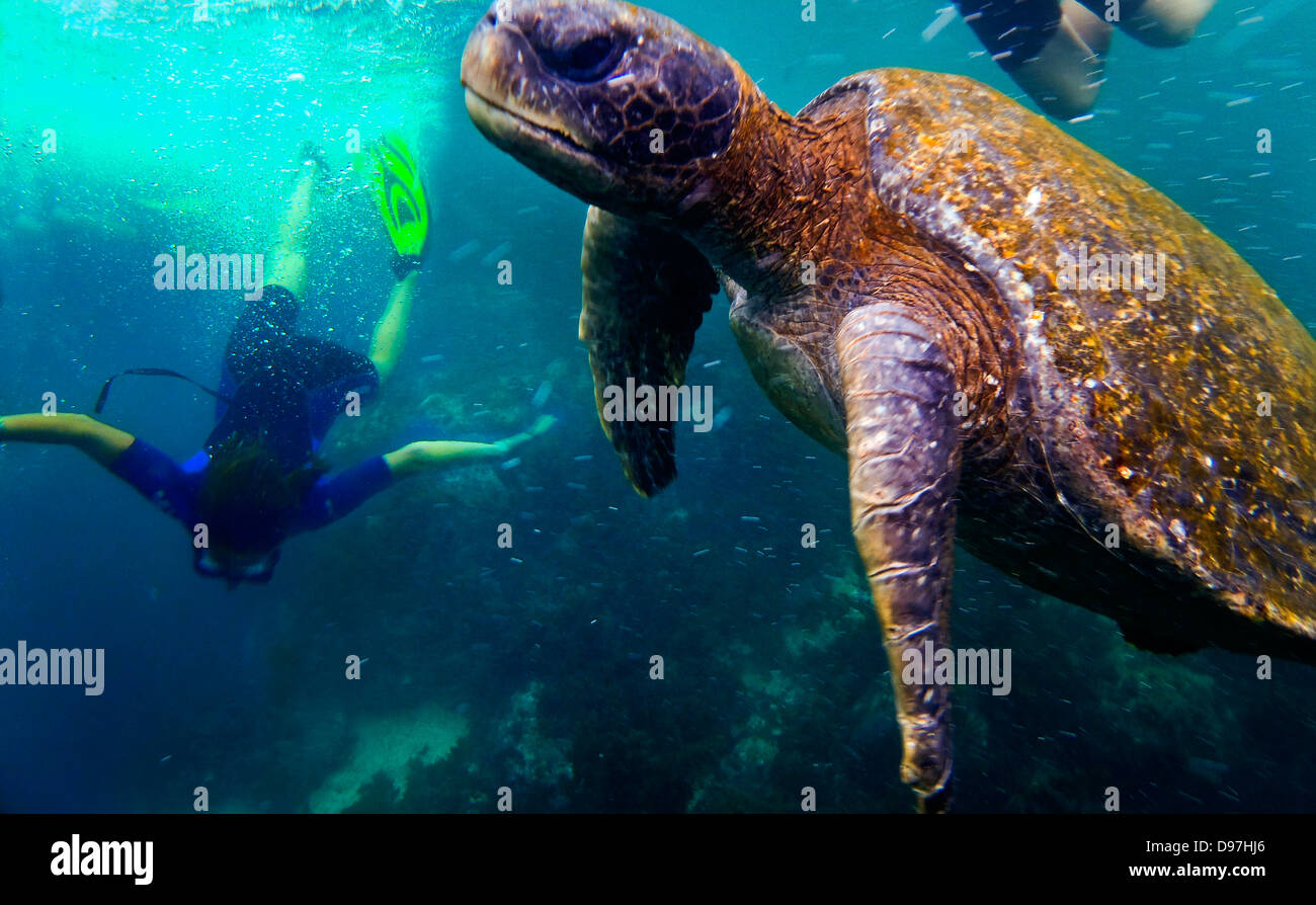 Schnorcheln in der Nähe einer riesigen Schildkröte Unterwasser, Galapagos-Inseln, Ecuador Stockfoto