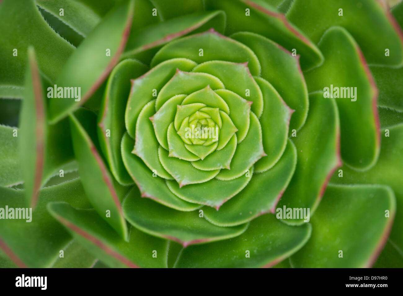 Aeonium Arboreum Pflanze Blatt-Muster Stockfoto