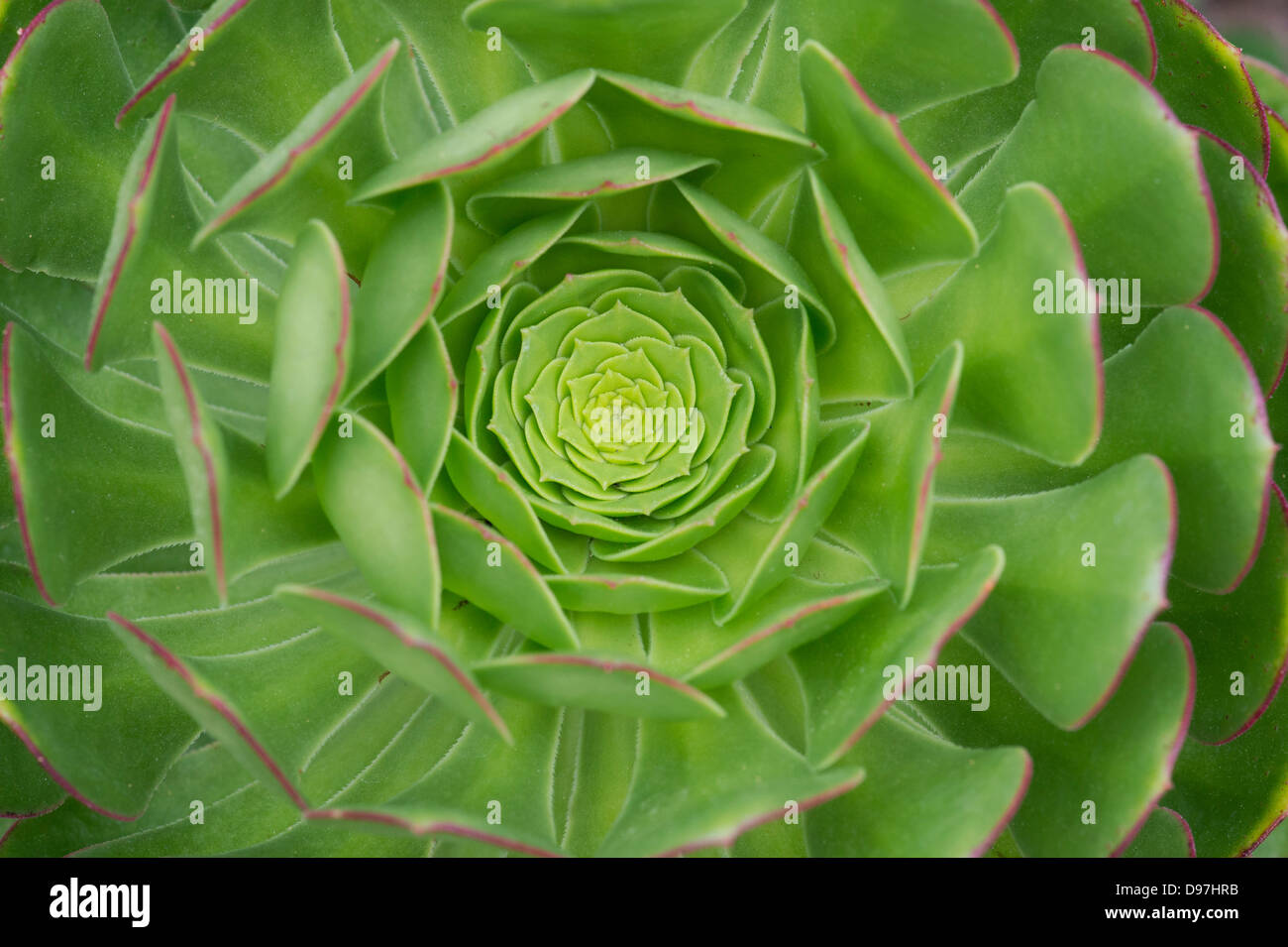 Aeonium Arboreum Pflanze Blatt-Muster Stockfoto