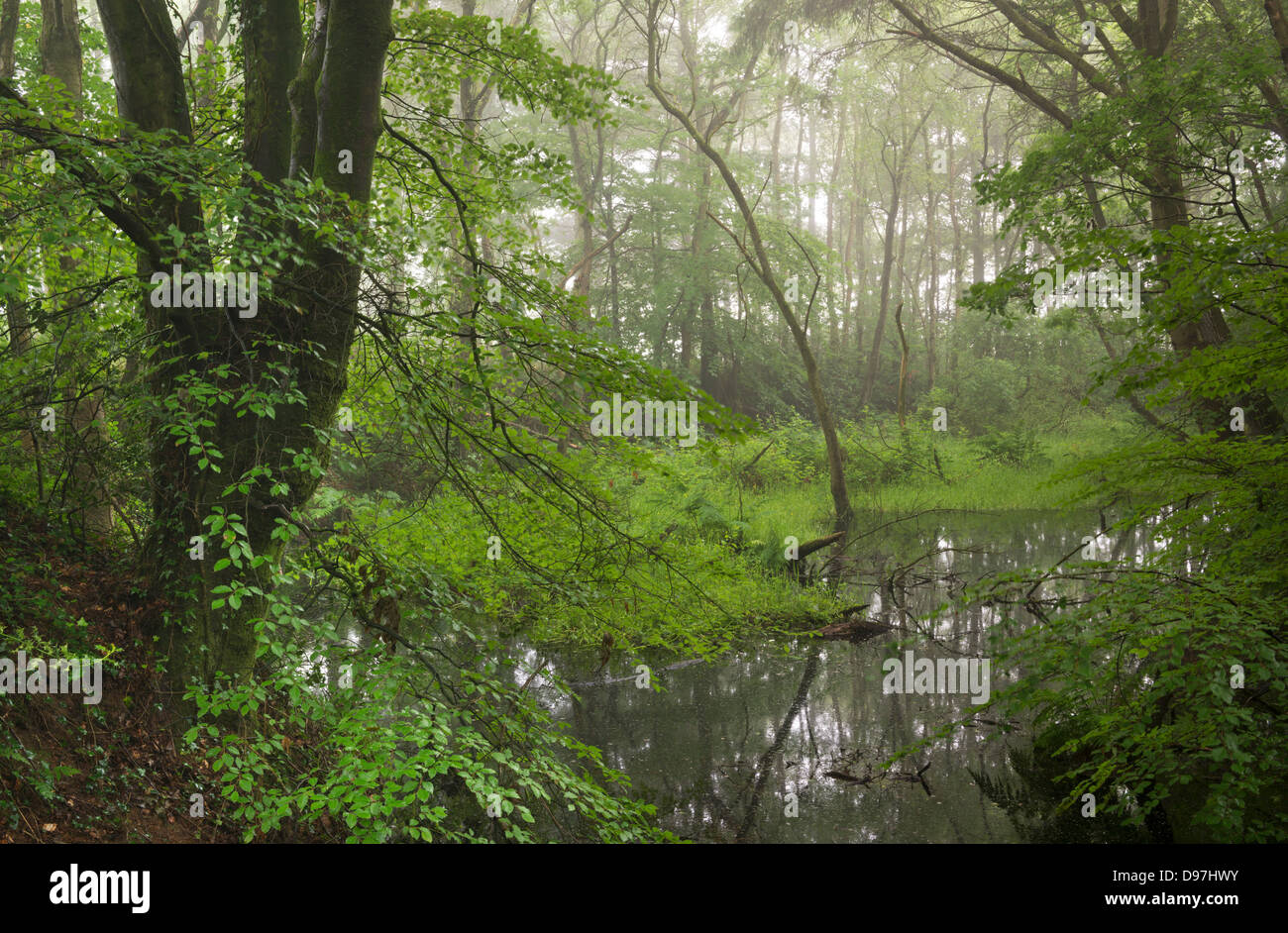 Wald-Teich an einem nebligen Morgen, Morchard Wood, Devon, England. (Juni) im Sommer 2012. Stockfoto