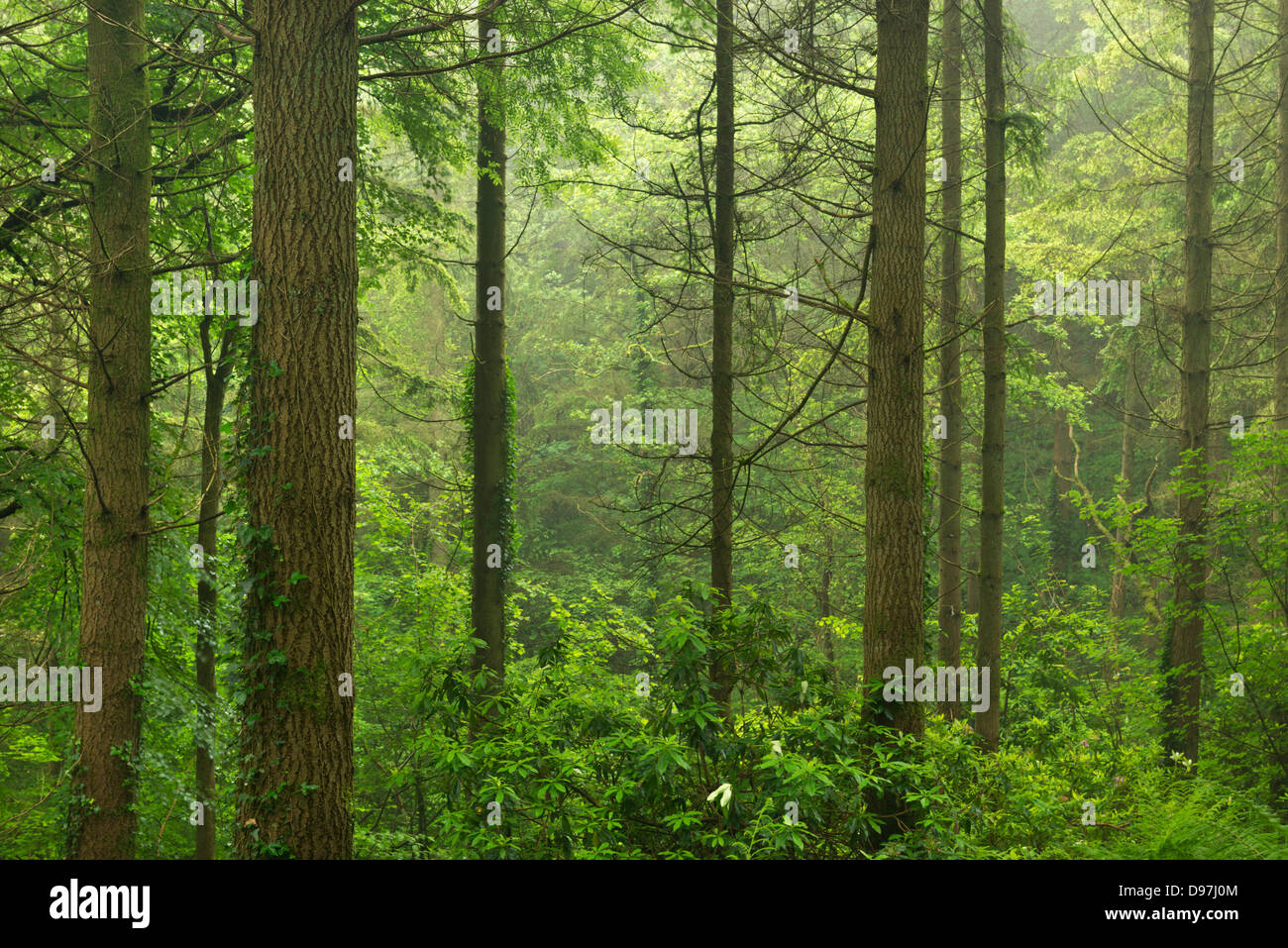 Lebendige Kiefer Wald im Sommer, Morchard Wood, Devon, England. (Juni) im Sommer 2012. Stockfoto