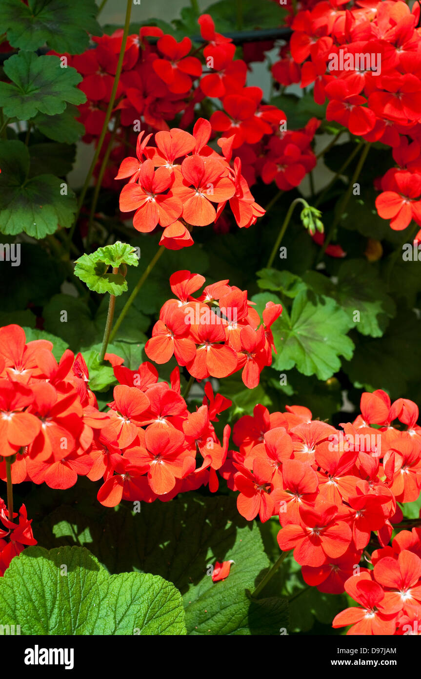 Pelargonien Antik Scarlet 'Tikscarl' (Antik-Serie) Stockfoto