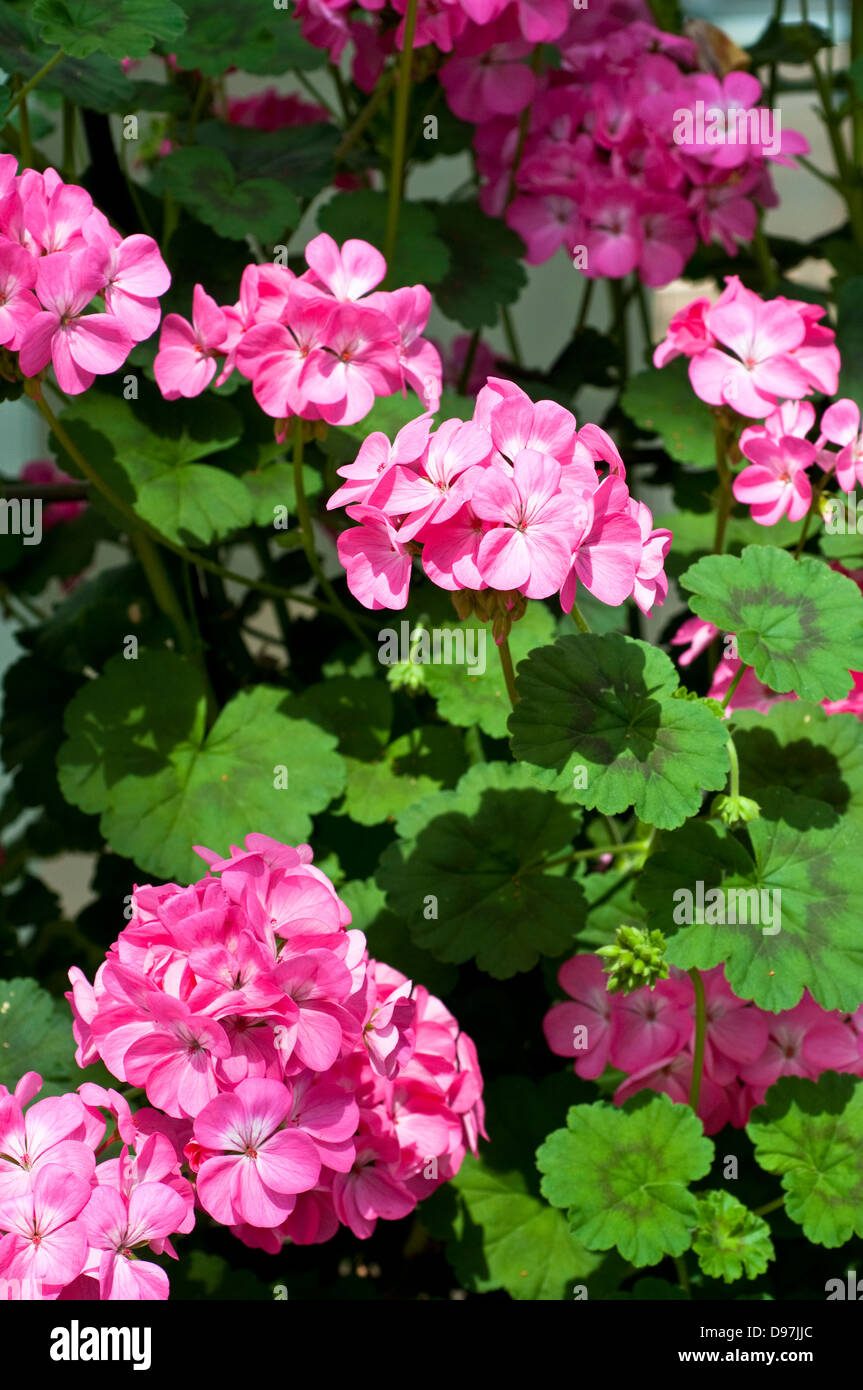 Pelargonien Antik Rosa "Tikpink" (Antik-Serie) Stockfoto