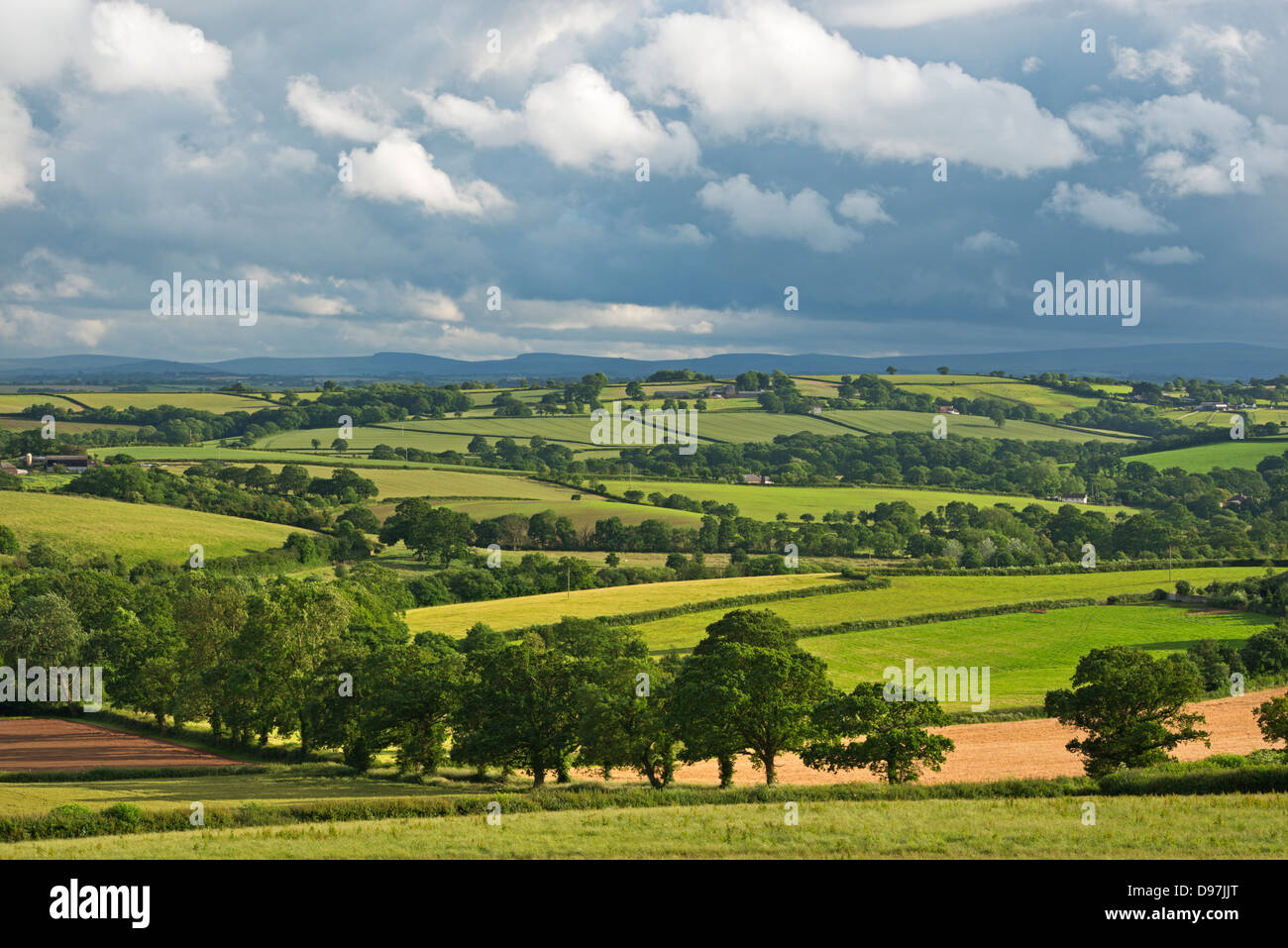 Hügeligem Ackerland in Sommerzeit, Morchard Bischof, Devon, England. (Juni) im Sommer 2012. Stockfoto
