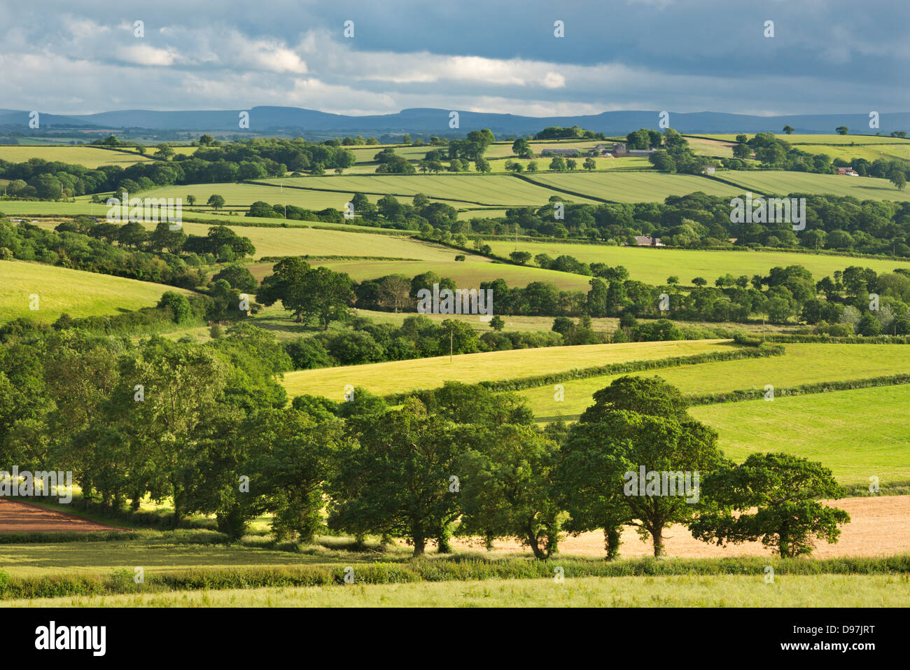 Hügeligem Ackerland in Sommerzeit, Morchard Bischof, Devon, England. (Juni) im Sommer 2012. Stockfoto