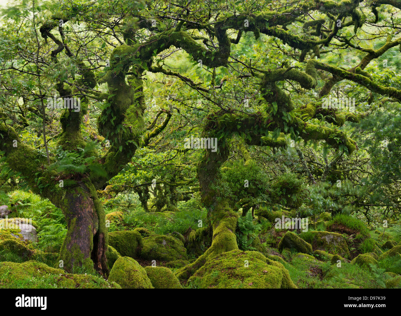 Verkümmert Eichen in Wistman Holz SSSI in Dartmoor, Devon, England. (Juli) im Sommer 2012. Stockfoto