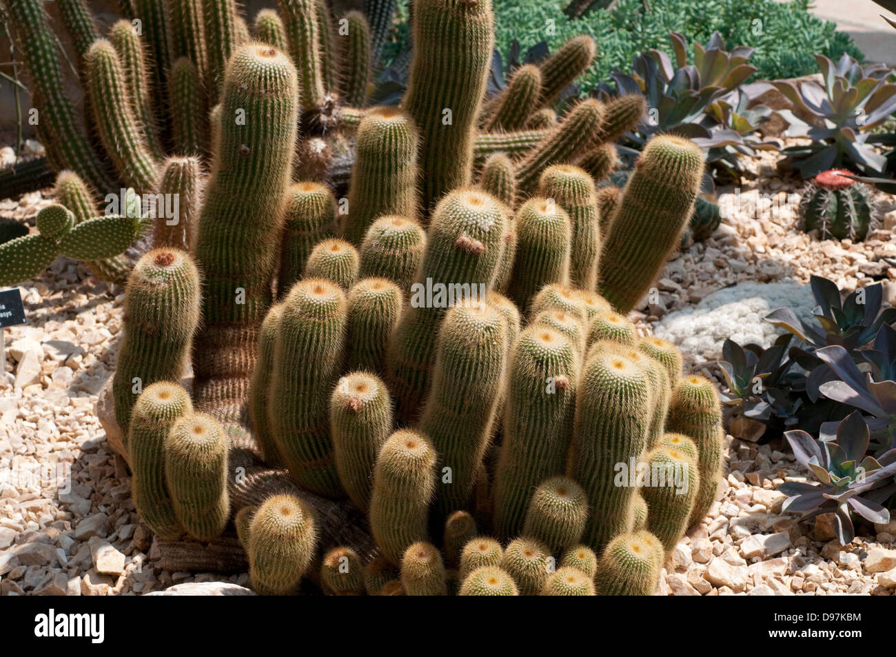 Parodia Leninghausii Kaktus Stockfoto