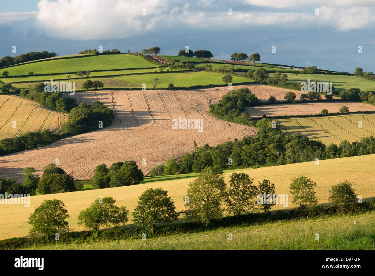Eine hügelige Landschaft in der Sommerzeit, Nr Crediton, Devon, England. (Juli) im Sommer 2012. Stockfoto