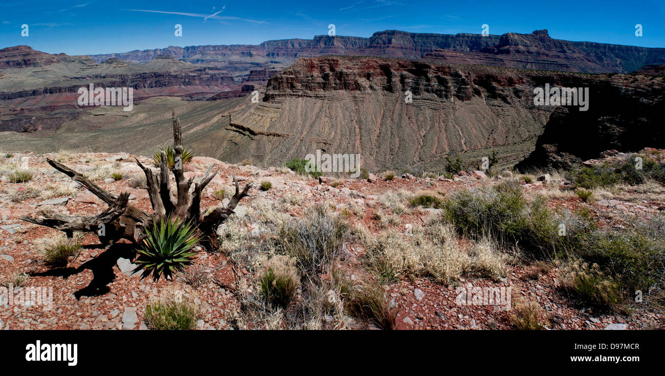 Teile des Grand Canyon National Park, im Horseshoe Mesa, nördlich von Flagstaff, Arizona, USA. Stockfoto