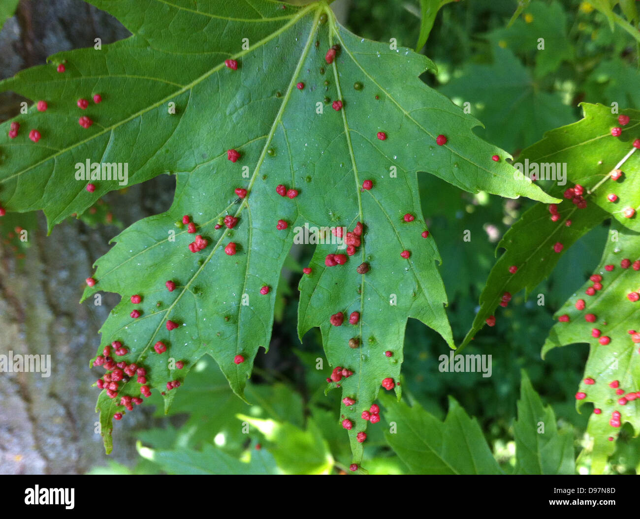 Aceria Cephaloneus gall Milbe auf Silber Ahorn Acer Saccarinum im Juni, Berkshire, England. Foto Tony Gale Stockfoto