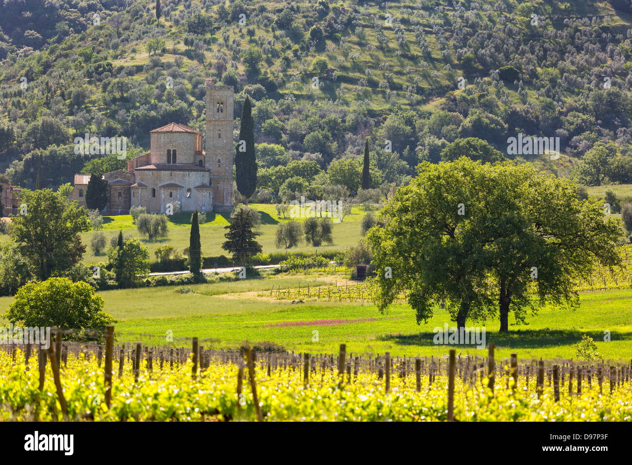 Abtei von Sant'Antimo mit Weinbergen, Montalcino, Toskana, Italien Stockfoto