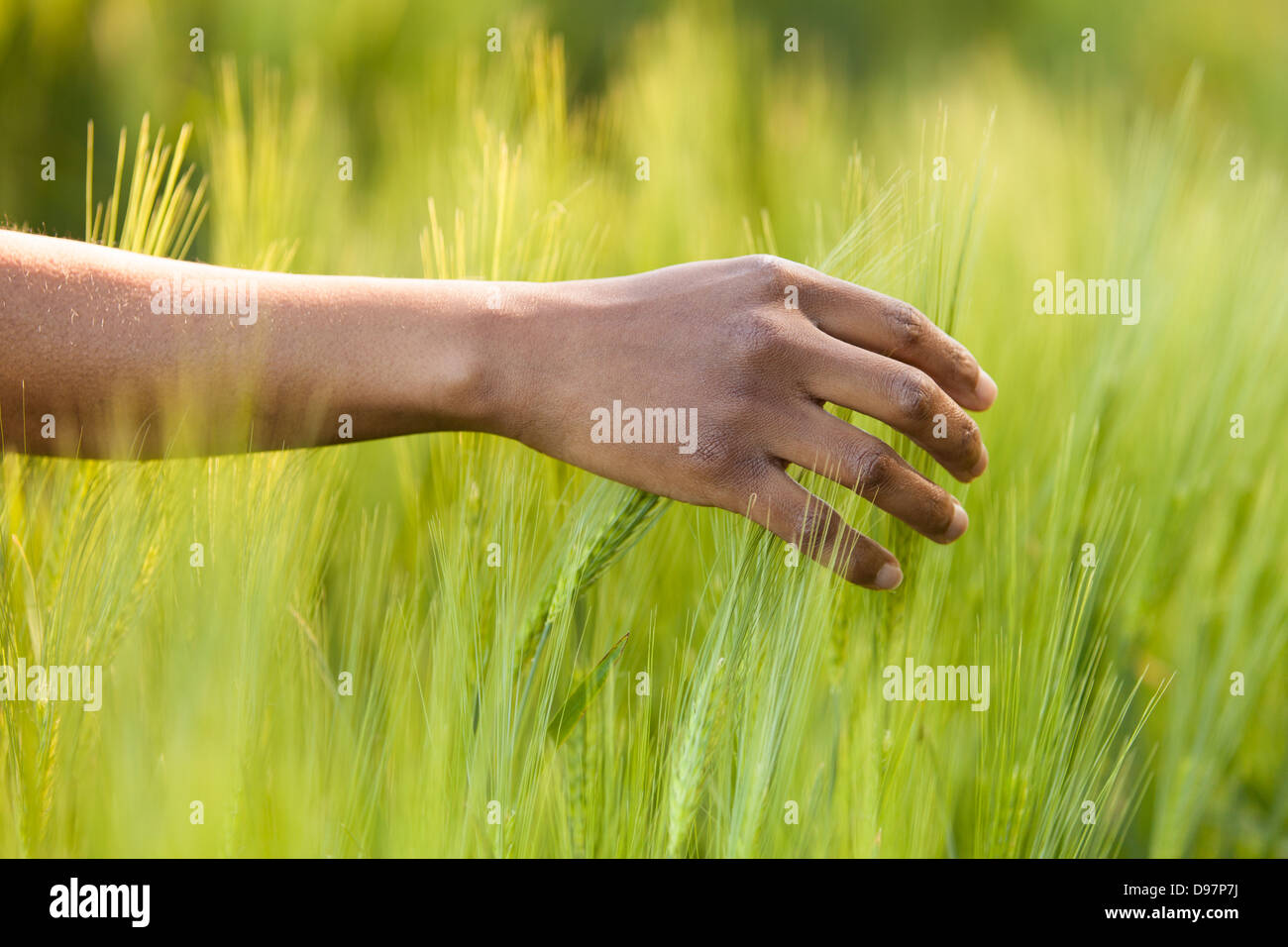 African American Hand im Weizenfeld - afrikanische Bevölkerung Stockfoto