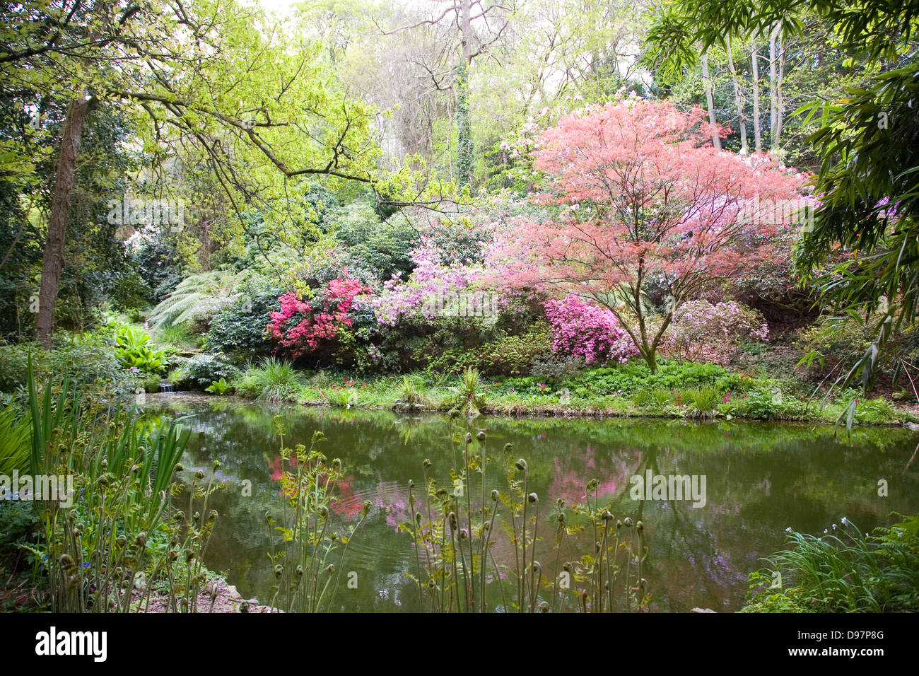 Blühende Bäume in der Natur im Frühling Stockfoto