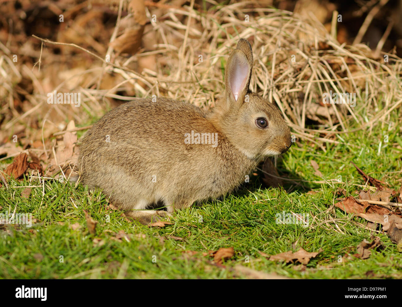 Wilde Kaninchen in London Stockfoto