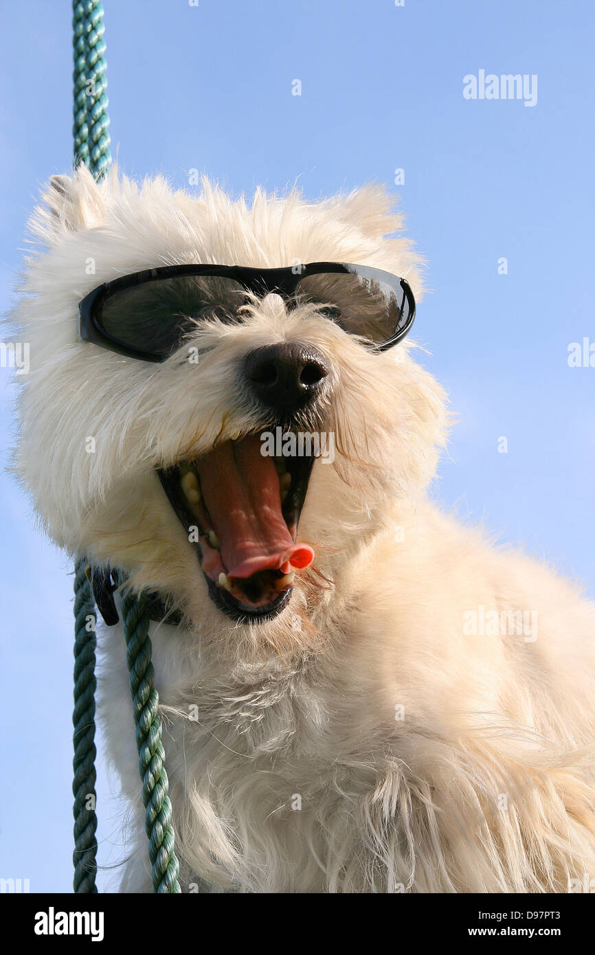 Glücklich Westie Hund mit Sonnenbrille Stockfoto